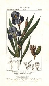 Florentijnse iris, Iris germanica var florentina door Stanghi Stanghi