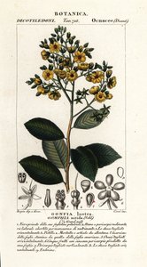 Gomphia nitida door Stanghi Stanghi
