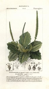 Grote weegbree, Plantago major