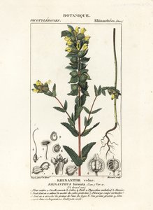 Grote ratelaar, Rhinanthus alectorolophus