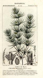 Groene algen, Chara haitensis
