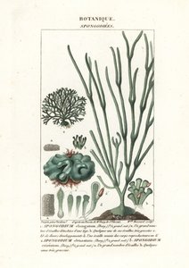 Groene algen Spongodium soorten