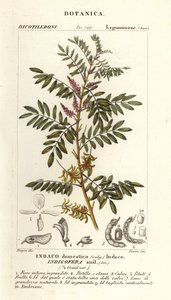 Guatemalteekse indigo, Indigofera suffruticosa door Stanghi Stanghi