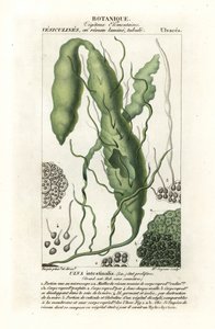 Darmwier of graswier, Ulva intestinalis door Stanghi Stanghi