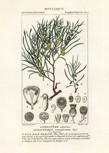 Gyrostemon ramulosus boom
