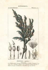 Hedwigia aquatica mos