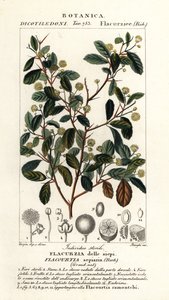 Indische pruim, Flacourtia indica