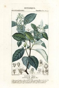 Indisch sandelhout, Santalum album, kwetsbaar