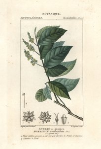 Ijzerhout, Homalium racemosum