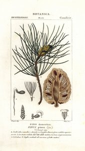 Italiaanse steeneik, Pinus pinea