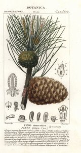 Italiaanse steenden, Pinus pinea, Pino domestico