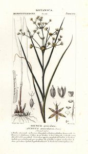 Geknikte rus, Juncus articulatus