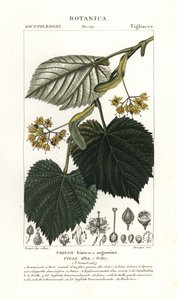 Lindeboom, Tilia alba