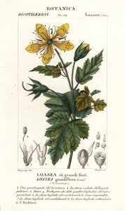 Loasea grandiflora