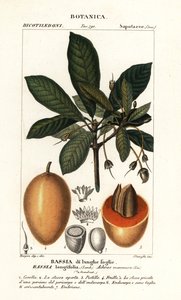 Mahuwa-boom, Madhuca longifolia