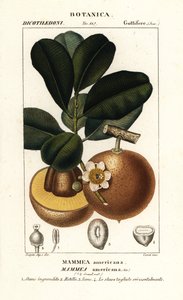 Mammee appel, Mammea americana