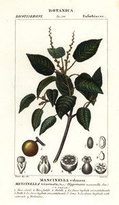 Manchioneel of strandappelboom, Hippomane mancinella