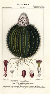 Meloencactus, Melocactus caroli-linnaei