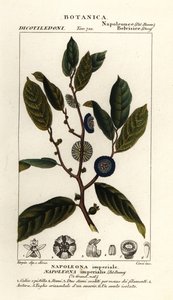 Napoleonaea imperialis door Stanghi Stanghi