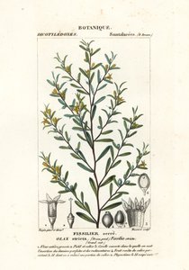 Olax stricta door Stanghi Stanghi