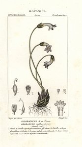 Eenbloemige bremraap, Orobanche uniflora
