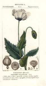 Slaapbol, Papaver somniferum, Papavero officinale door Stanghi Stanghi