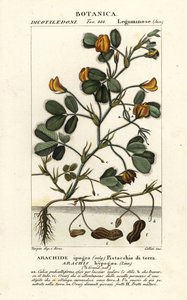 Pinda of aardnoot, Arachis hypogaea door Stanghi Stanghi