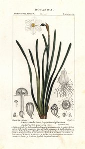 Dichtersnarcis, Narcissus poeticus door Stanghi Stanghi