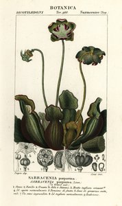 Paarse bekerplant, Sarracenia purpurea