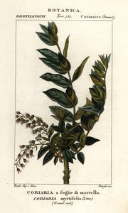 Redoul boom, Coriaria myrtifolia door Stanghi Stanghi