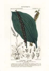 Sabadilla, Schoenocaulon officinale door Stanghi Stanghi
