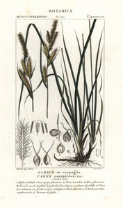 Zeggegras, Carex caespitosa