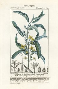 Zilverbes of oleaster, Elaeagnus angustifolia