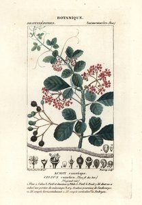 Lepelbladige boomrank, Cissus obovata door Stanghi Stanghi