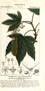 Esdoorn of plataan, Acer pseudoplatanus door Stanghi Stanghi