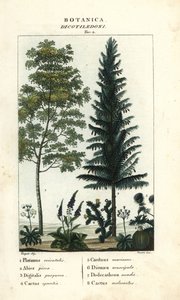 Esdoorn, zilverspar, vingerhoedskruid, vijgcactus, enz.