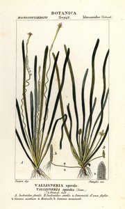 Lintgras of palinggras, Vallisneria spiralis