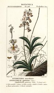 Tolumnia guttata orchidee door Stanghi Stanghi