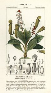 Tropische bekerplant, Nepenthes distillatoria door Stanghi Stanghi