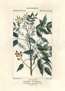 Terpentijnboom, Bursera simaruba