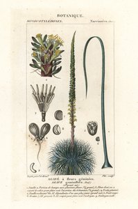 Tweebloemige agave, Agave geminiflora