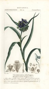 Virginia dagbloem, Tradescantia virginiana