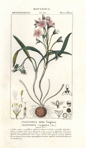 Virginia lente schoonheid, Claytonia virginica