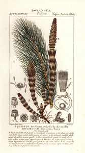 Waterpaardenstaart, Equisetum fluviatile