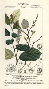 Toverhazelaar, Fothergilla gardenii