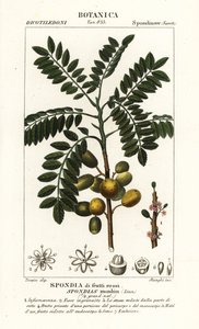 Gele mombin of varkenspruim, Spondias monbin