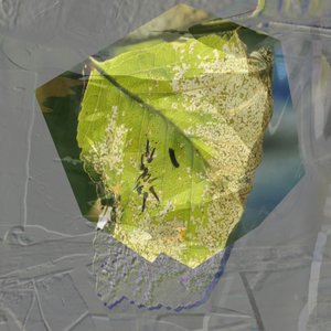 Abstract Groen blad door Stefan Fransson