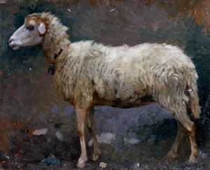 Schaap in profiel