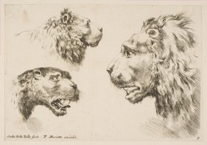 Hoofden van drie leeuwen, ca. 1641