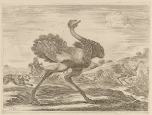 Struisvogeljacht door Stefano della Bella